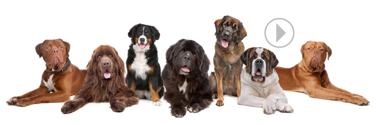 Rehab dogs 02.2021