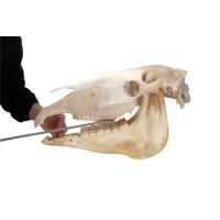 EQUIVET MagFloat, upper molar (9-11), length from end to end 55 cm