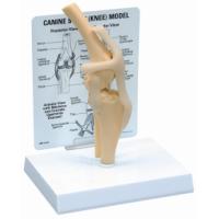 KRUUSE Rehab Anatomical Model, Genu (knee)