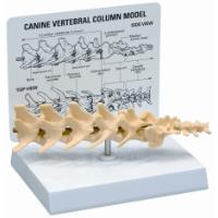 KRUUSE Rehab Anatomical Model, Vertebral Columna (vertebral column)
