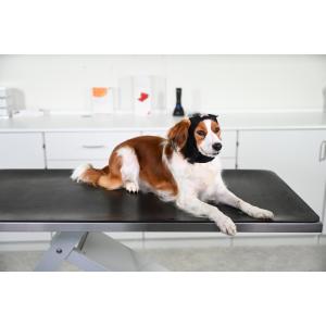 BUSTER Ear Cover, XL, 1/pk
BUSTER Ear Cover, XL, 1/pk