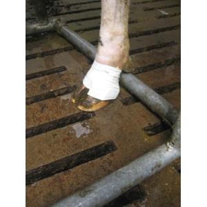 BOVIVET Hoof Bandage, L, 10 stk. BOVIVET Hoof Bandage, L, 10 stk.