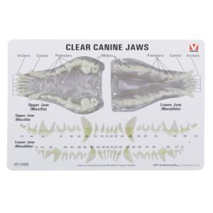 KRUUSE Canine dental anatomy model, w/information card KRUUSE Canine dental anatomy model, w/information card