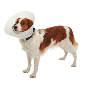 BUSTER Classic Dog Collar, 7.5 cm, 10/pk BUSTER Classic Dog Collar, 7.5 cm, 10/pk