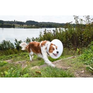 BUSTER Classic Dog Collar, 15 cm, 10/pk BUSTER Classic Dog Collar, 15 cm, 10/pk