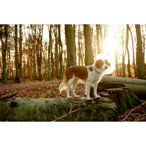 BUSTER Clic Collar, 10 cm, 50/pk BUSTER Clic Collar, 10 cm, 50/pk