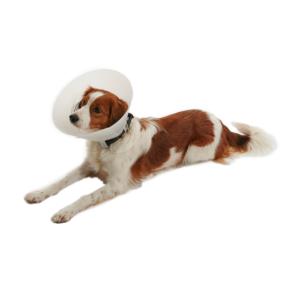 BUSTER Classic Dog Collar, 40 cm BUSTER Classic Dog Collar, 40 cm