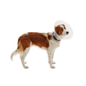 BUSTER Classic Collar, 7 assorted sizes from 7.5 to 30 cm, Transparent BUSTER Classic Collar, 7 assorted sizes from 7.5 to 30 cm, Transparent