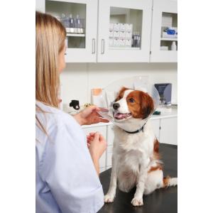 BUSTER Clic Collar, 15 cm, 10/pk BUSTER Clic Collar, 15 cm, 10/pk