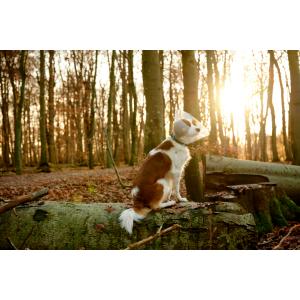 BUSTER Clic Collar, 35 cm BUSTER Clic Collar, 35 cm