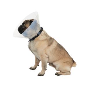 BUSTER E-Collar for Brachycephalic Dogs, S, 10/pk BUSTER E-Collar for Brachycephalic Dogs, S, 10/pk