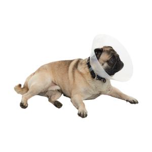 BUSTER E-Collar for Brachycephalic Dogs, S, 10/pk BUSTER E-Collar for Brachycephalic Dogs, S, 10/pk