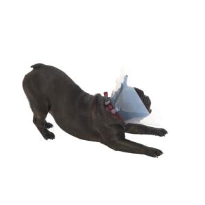 BUSTER E-Collar for Brachycephalic Dogs, assorted range: 2 x XS, 3 x S, 3 x M, 2 x L BUSTER E-Collar for Brachycephalic Dogs, assorted range: 2 x XS, 3 x S, 3 x M, 2 x L