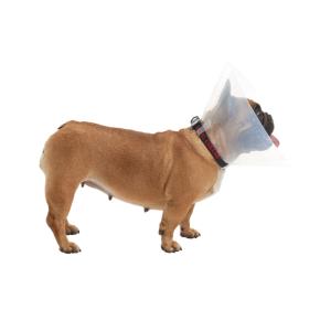 BUSTER E-Collar for Brachycephalic Dogs, assorted range: 2 x XS, 3 x S, 3 x M, 2 x L BUSTER E-Collar for Brachycephalic Dogs, assorted range: 2 x XS, 3 x S, 3 x M, 2 x L