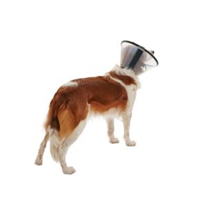 BUSTER Quick Collar, 12.5 cm, 5 pcs. BUSTER Quick Collar, 12.5 cm, 5 pcs.