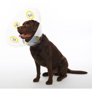 BUSTER Design Dog Collar 30 cm Under Construction, 10/pk BUSTER Design Dog Collar 30 cm Under Construction, 10/pk