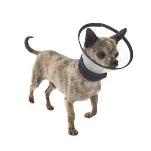 BUSTER Premium Dog Collar, XXS, 5/pk BUSTER Premium Dog Collar, XXS, 5/pk