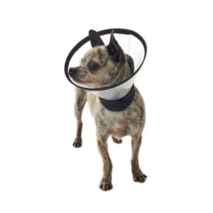 BUSTER Premium Dog Collar, XXS, 5/pk BUSTER Premium Dog Collar, XXS, 5/pk