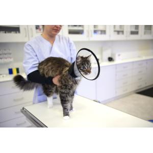 BUSTER Premium Dog Collar, XS, 5/pk BUSTER Premium Dog Collar, XS, 5/pk