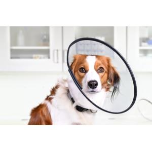 BUSTER Comfort Collar 25 cm, 5/pk BUSTER Comfort Collar 25 cm, 5/pk