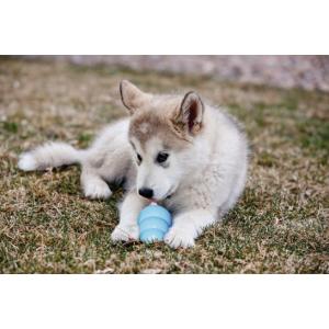 Puppy KONG, large Puppy KONG, large