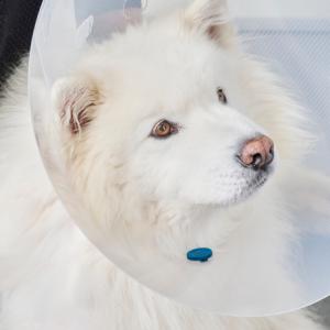 CalmDown By KRUUSE® Post-Op Button, cats, 12/pk CalmDown By KRUUSE® Post-Op Button, cats, 12/pk