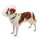 BUSTER Classic Dog Collar, 7.5 cm, 10/pk BUSTER Classic Dog Collar, 7.5 cm, 10/pk