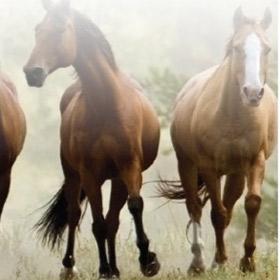 The importance of wound lavage