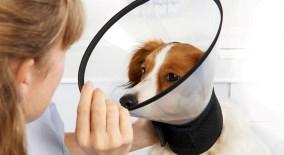Postoperative care