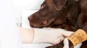 Wound Care