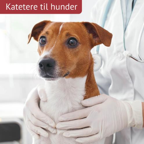 Dog Catheter