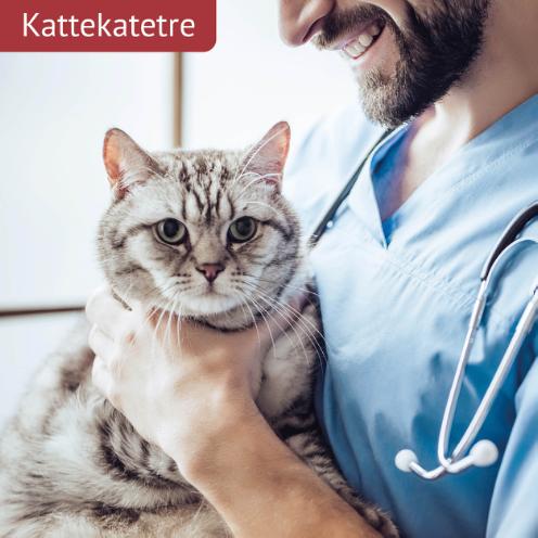 Cat Catheters
