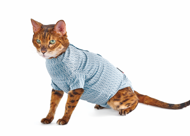 Billede cat