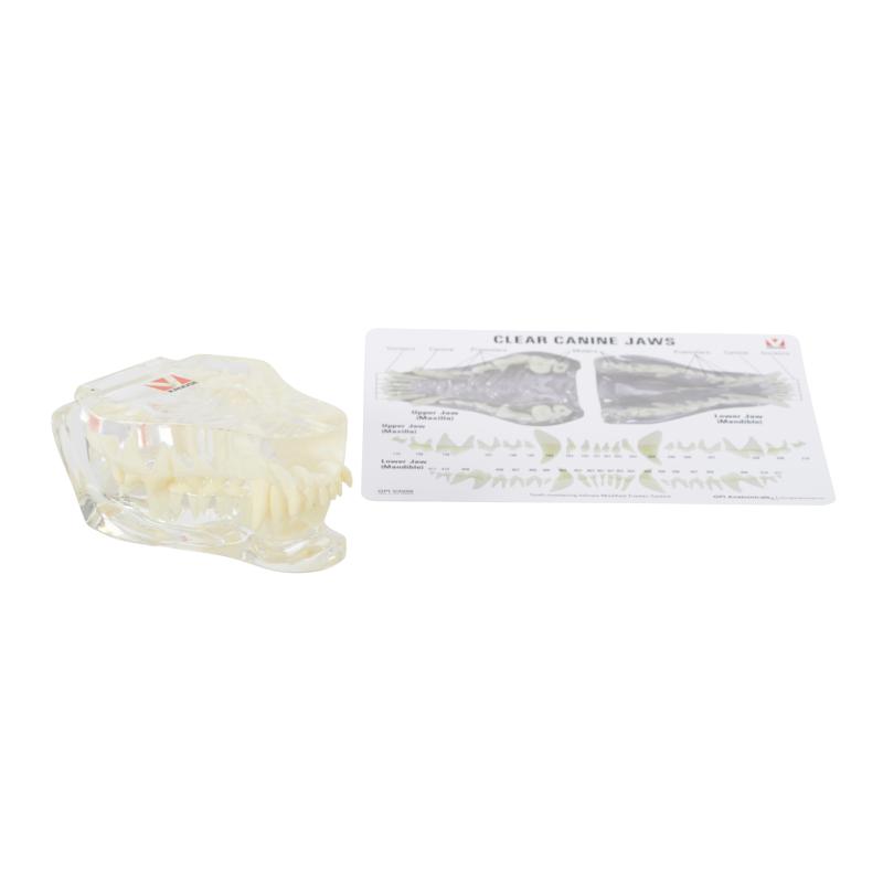 KRUUSE Canine dental anatomy model, w/information card KRUUSE Canine dental anatomy model, w/information card