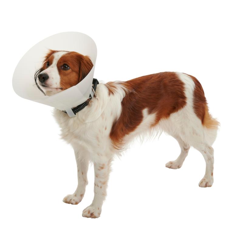 BUSTER Classic Dog Collar, 7.5 cm, 10/pk BUSTER Classic Dog Collar, 7.5 cm, 10/pk