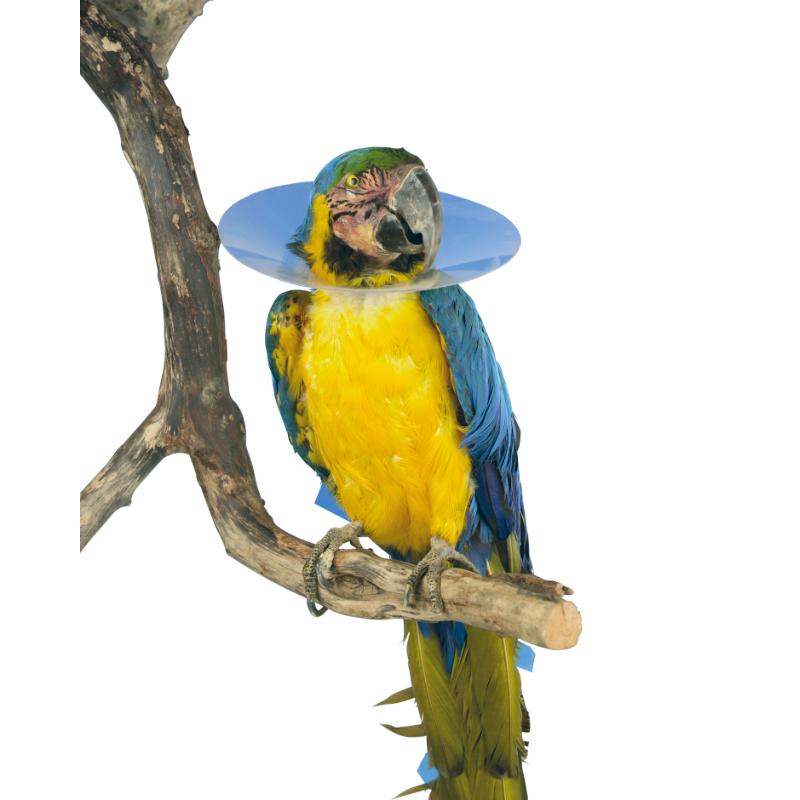 BUSTER Bird Collar, S, (100 mm), 10/pk BUSTER Bird Collar, S, (100 mm), 10/pk