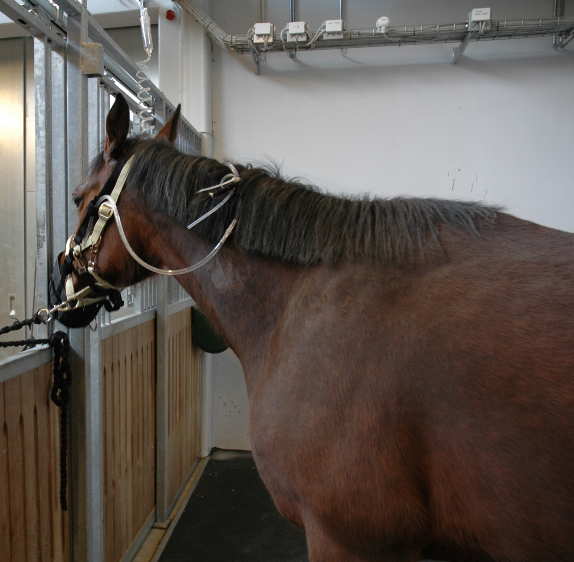 EQUIVET Enteral Fluid Therapy, starter kit