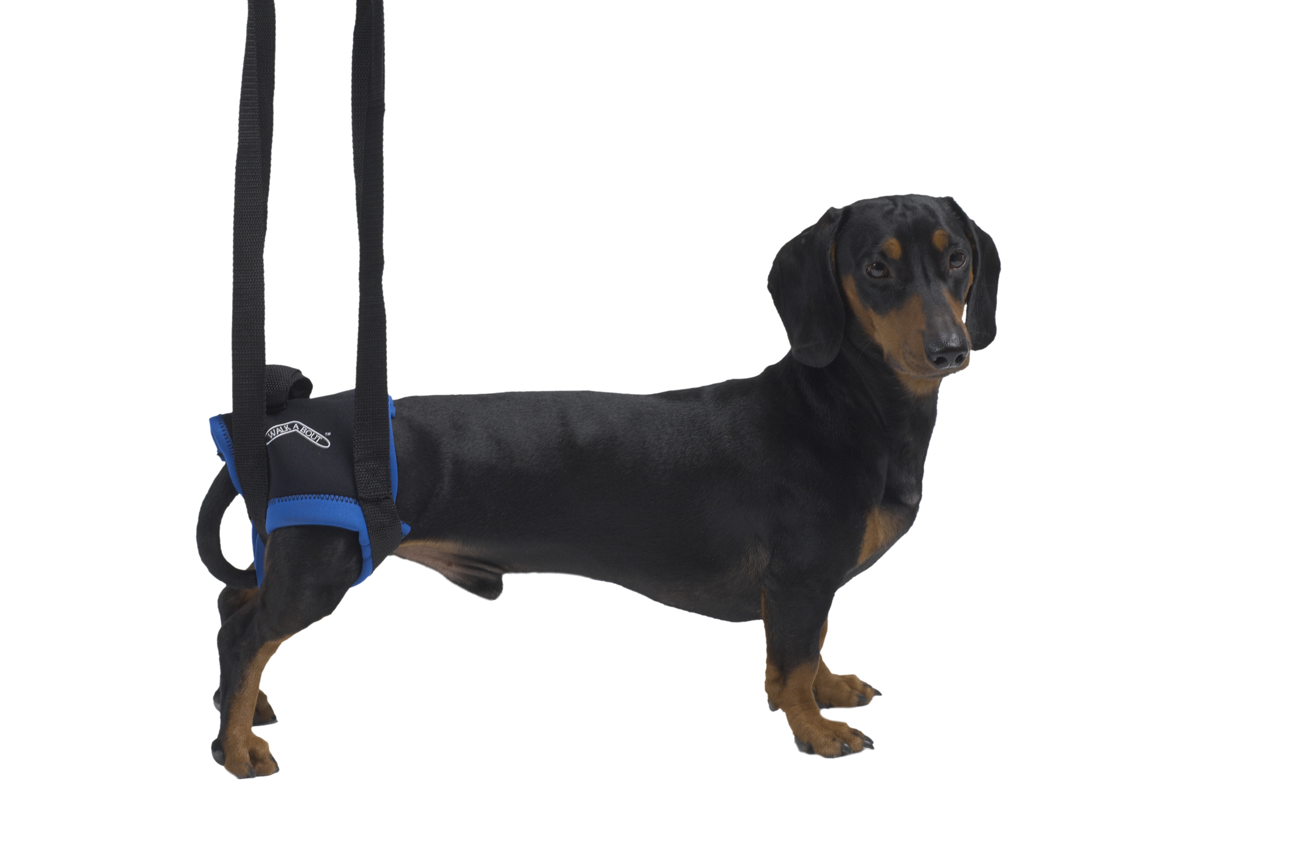 walkabout dog harness