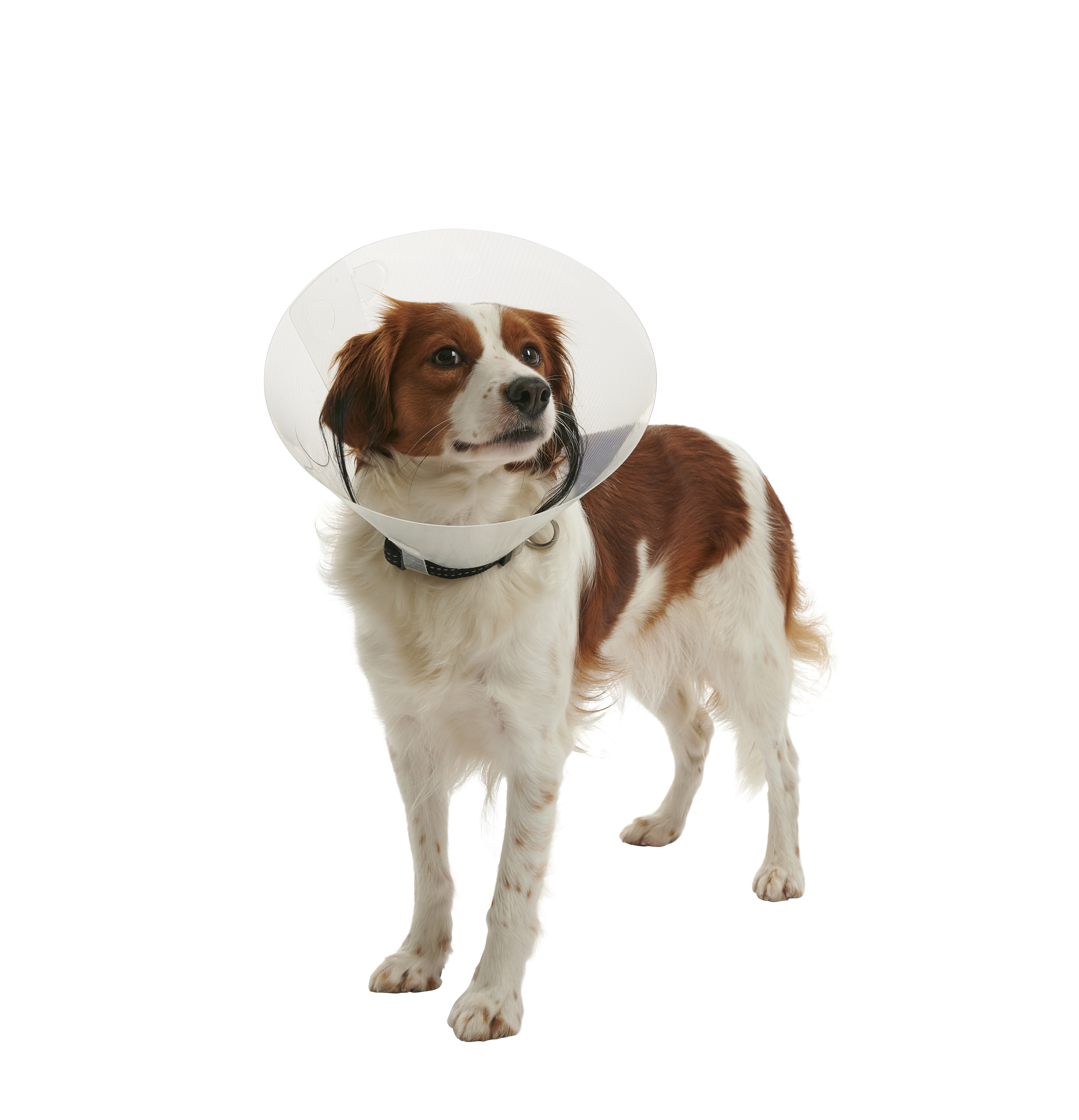 Buster elizabethan deals collar