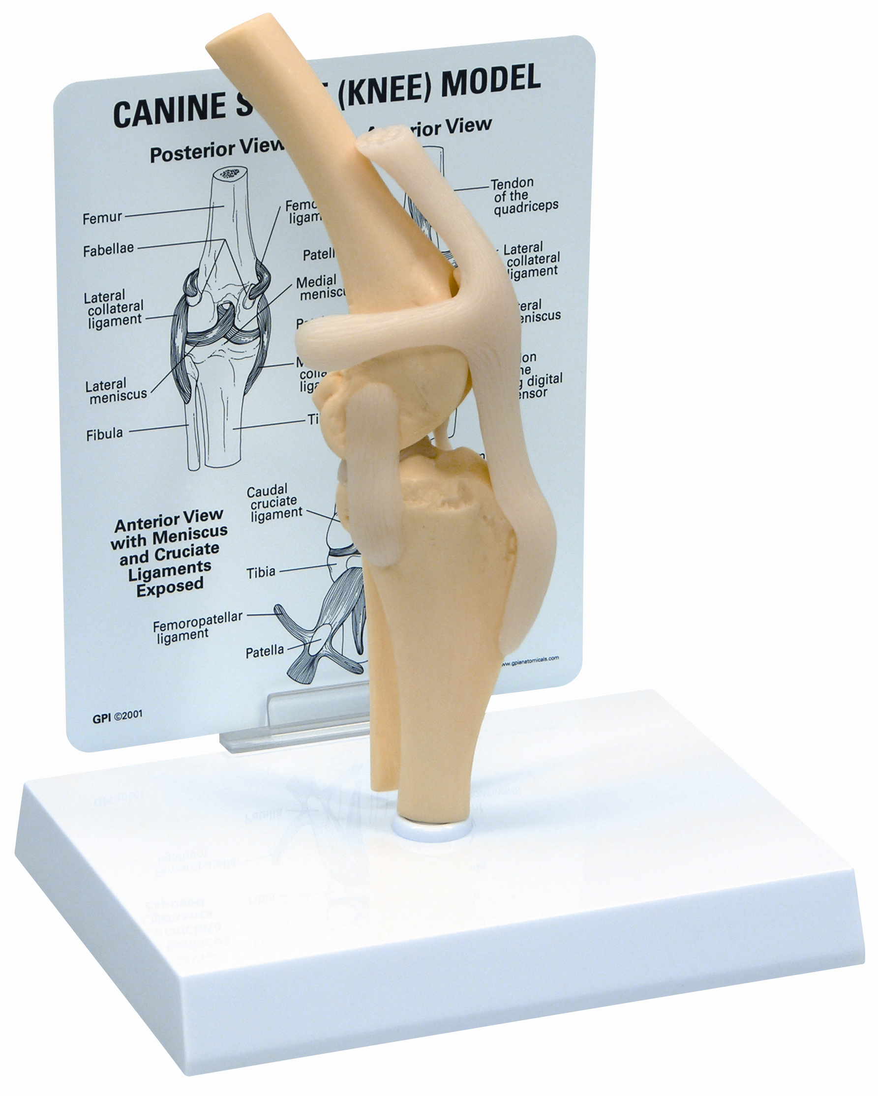 KRUUSE Rehab Anatomical Model, Genu (knee)