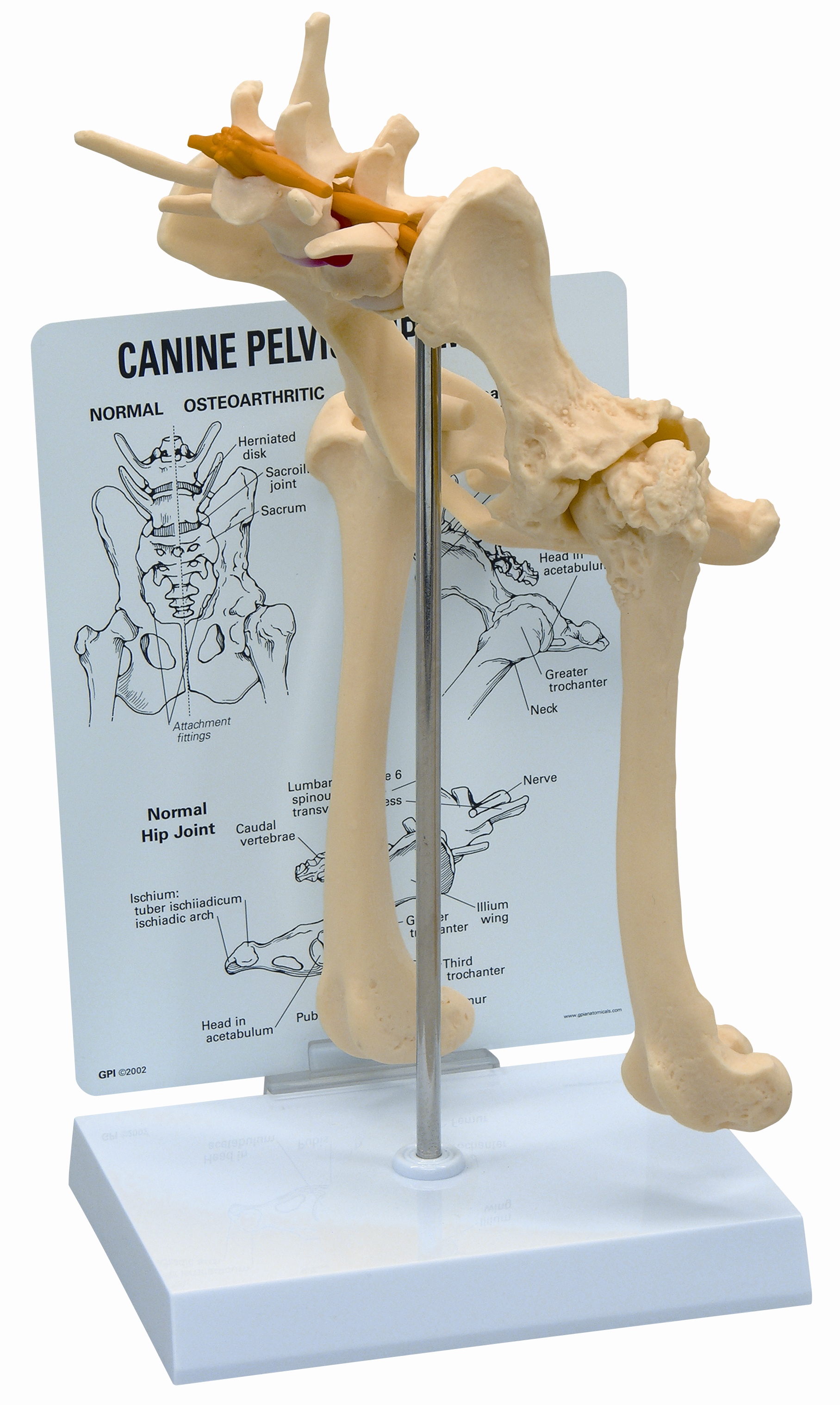 KRUUSE Rehab Anatomical Model, Pelvis