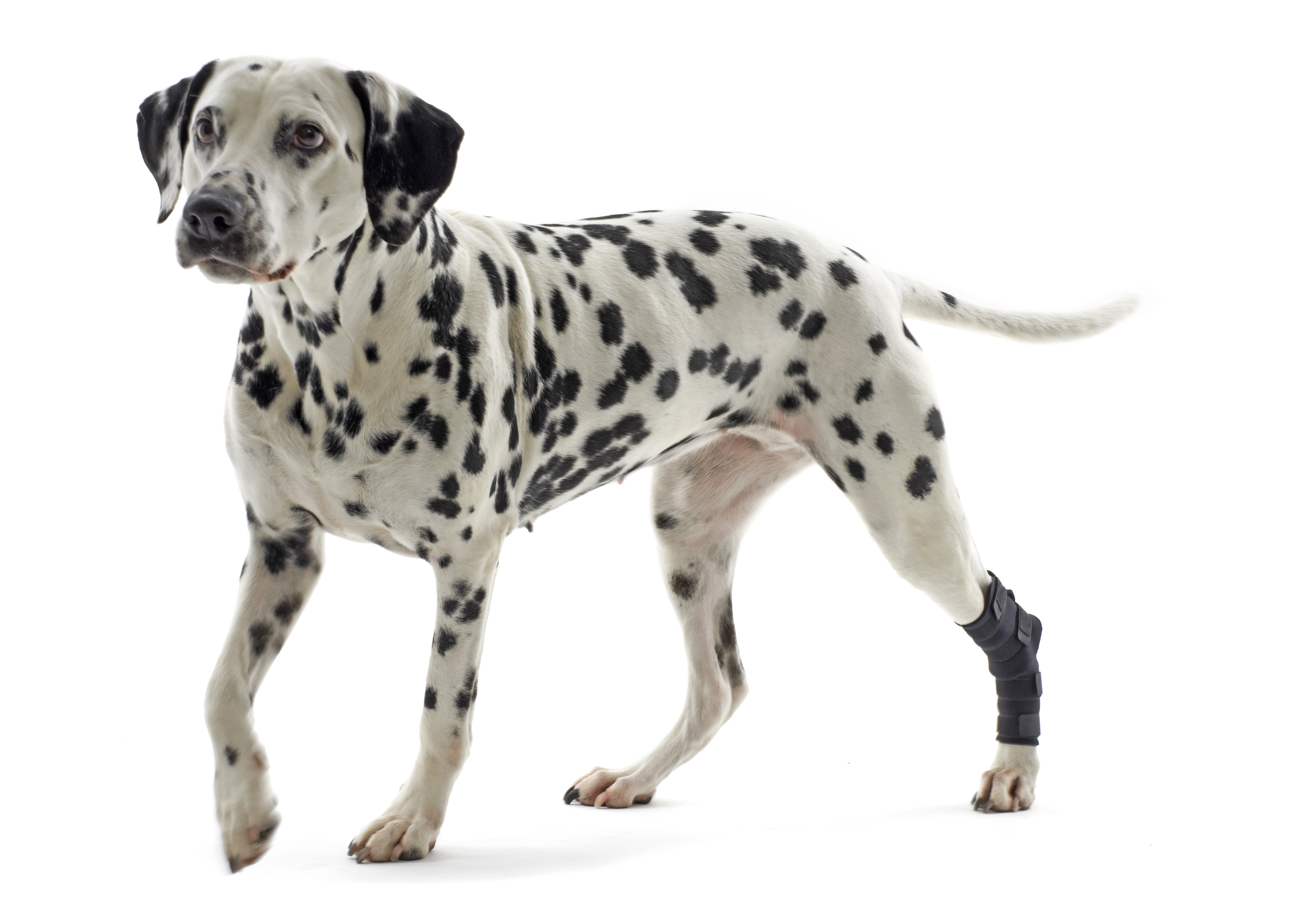 KRUUSE Rehab Hock Protector, XXXS