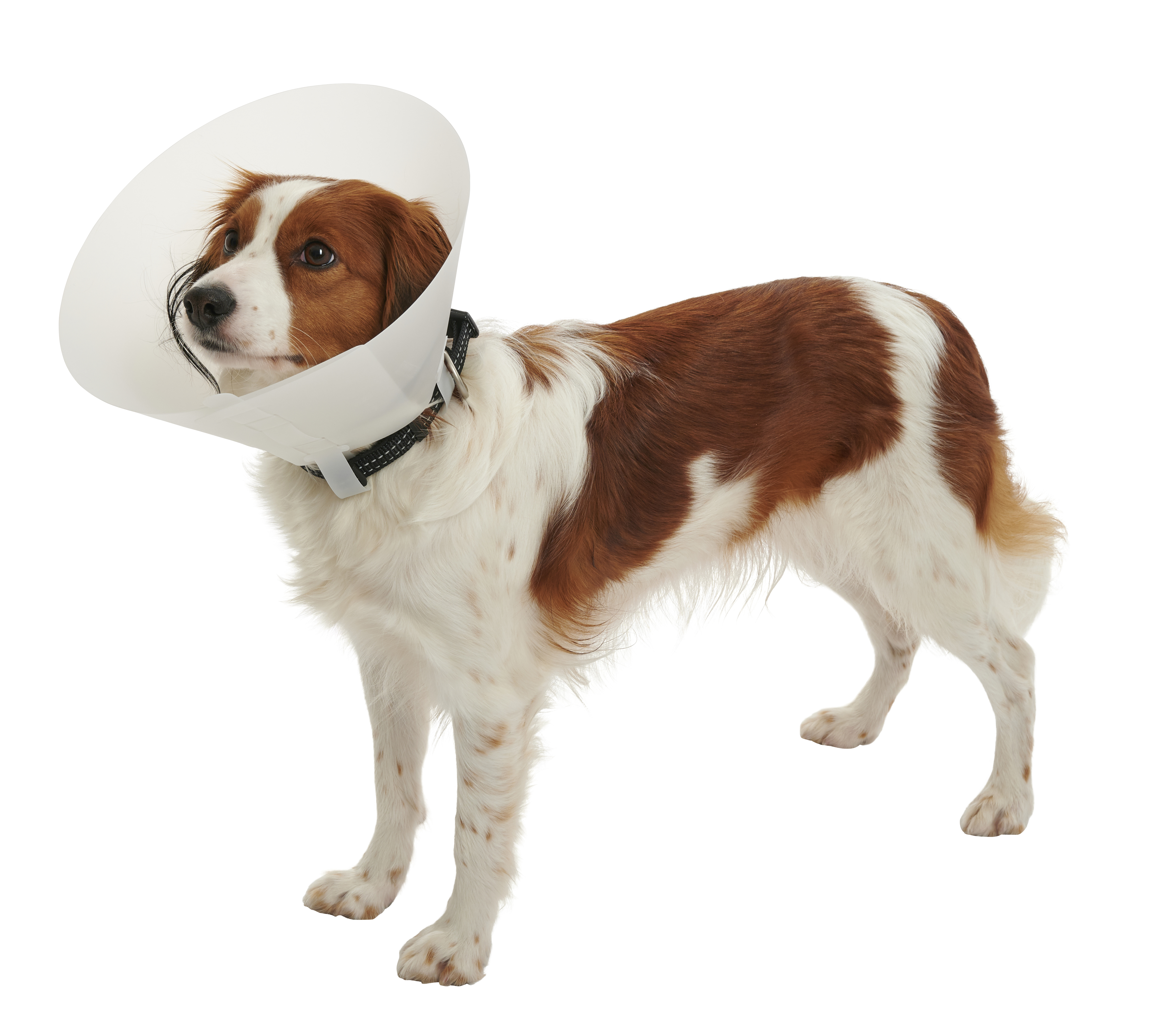 BUSTER Classic Collar, 50/pk