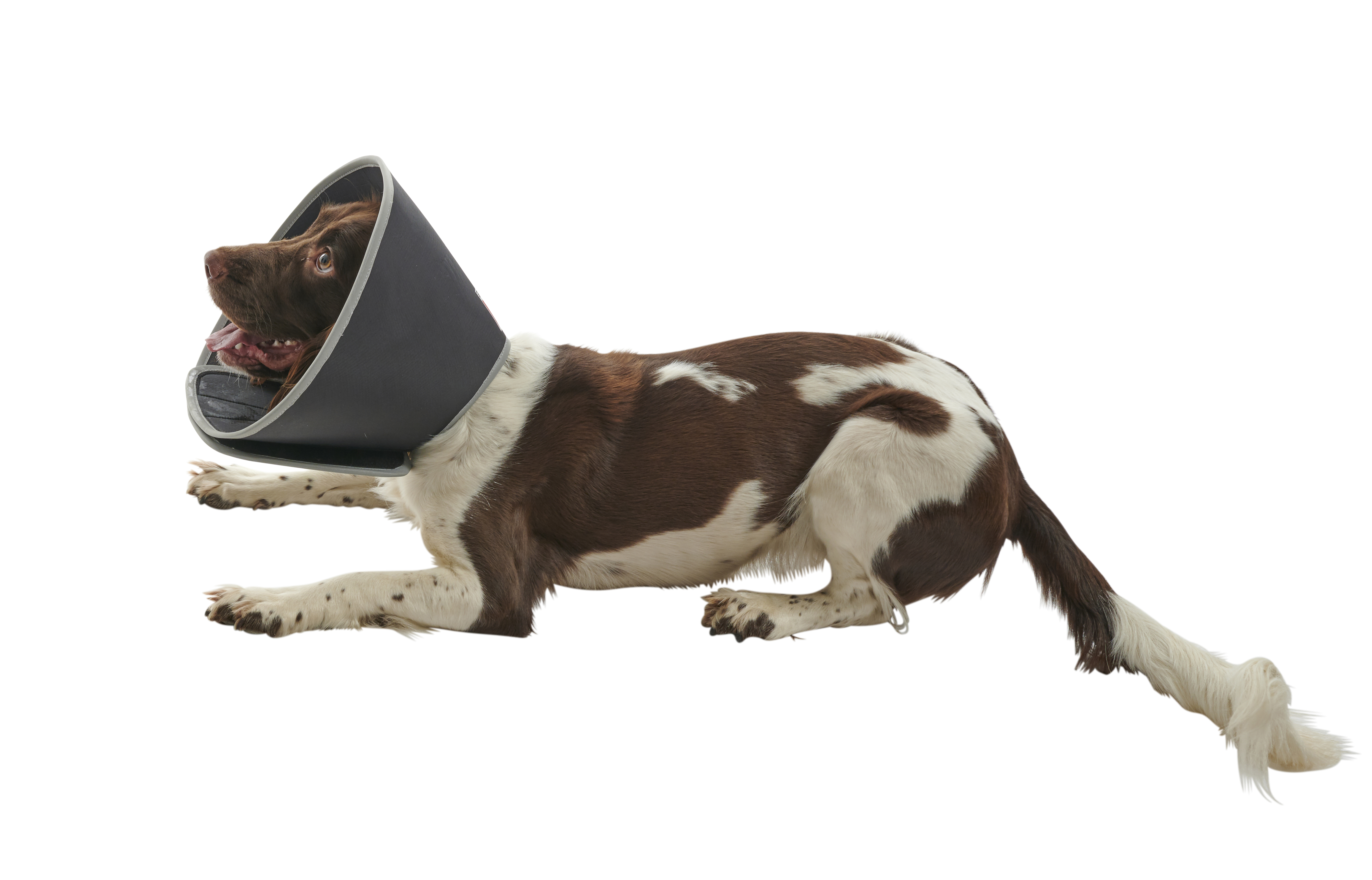 Buster 2024 dog cone