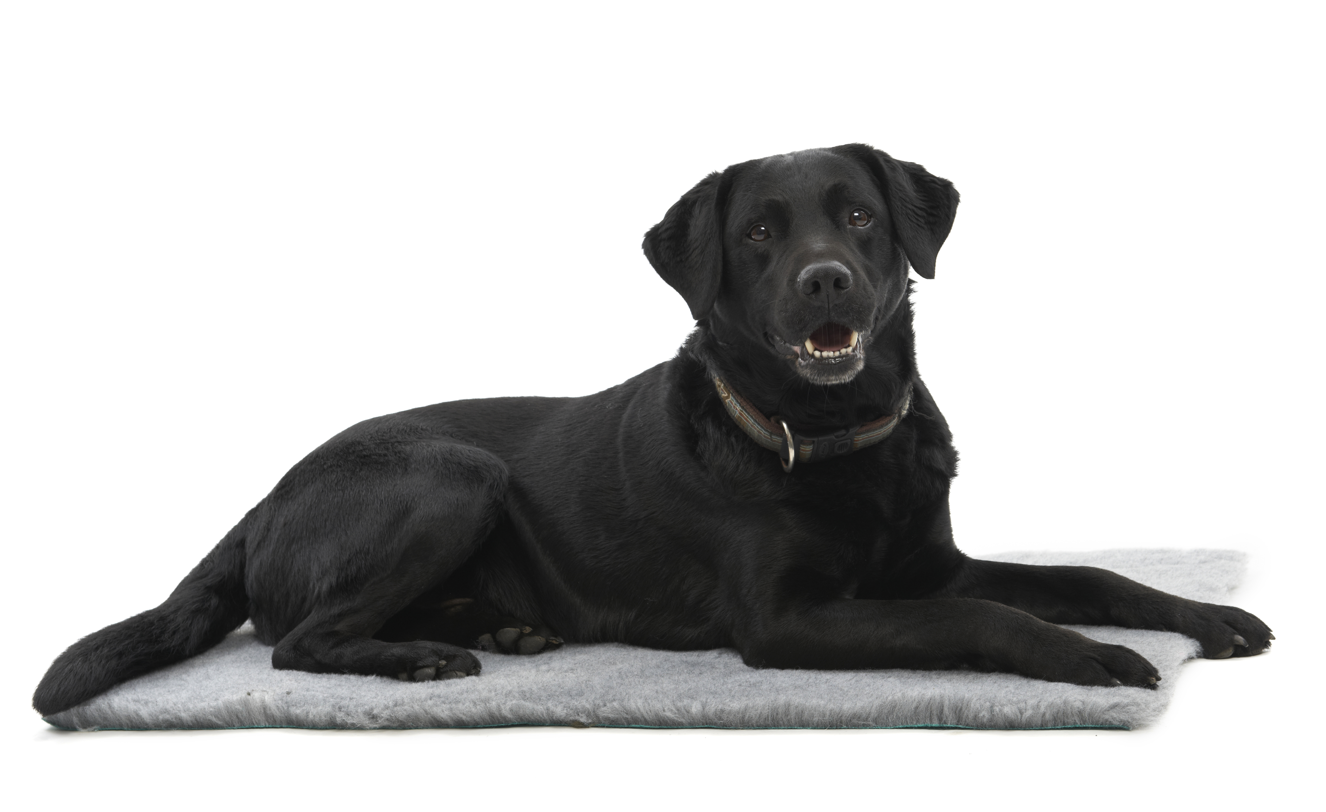 KRUUSE Vet Bed, grey, 75 x 50 cm