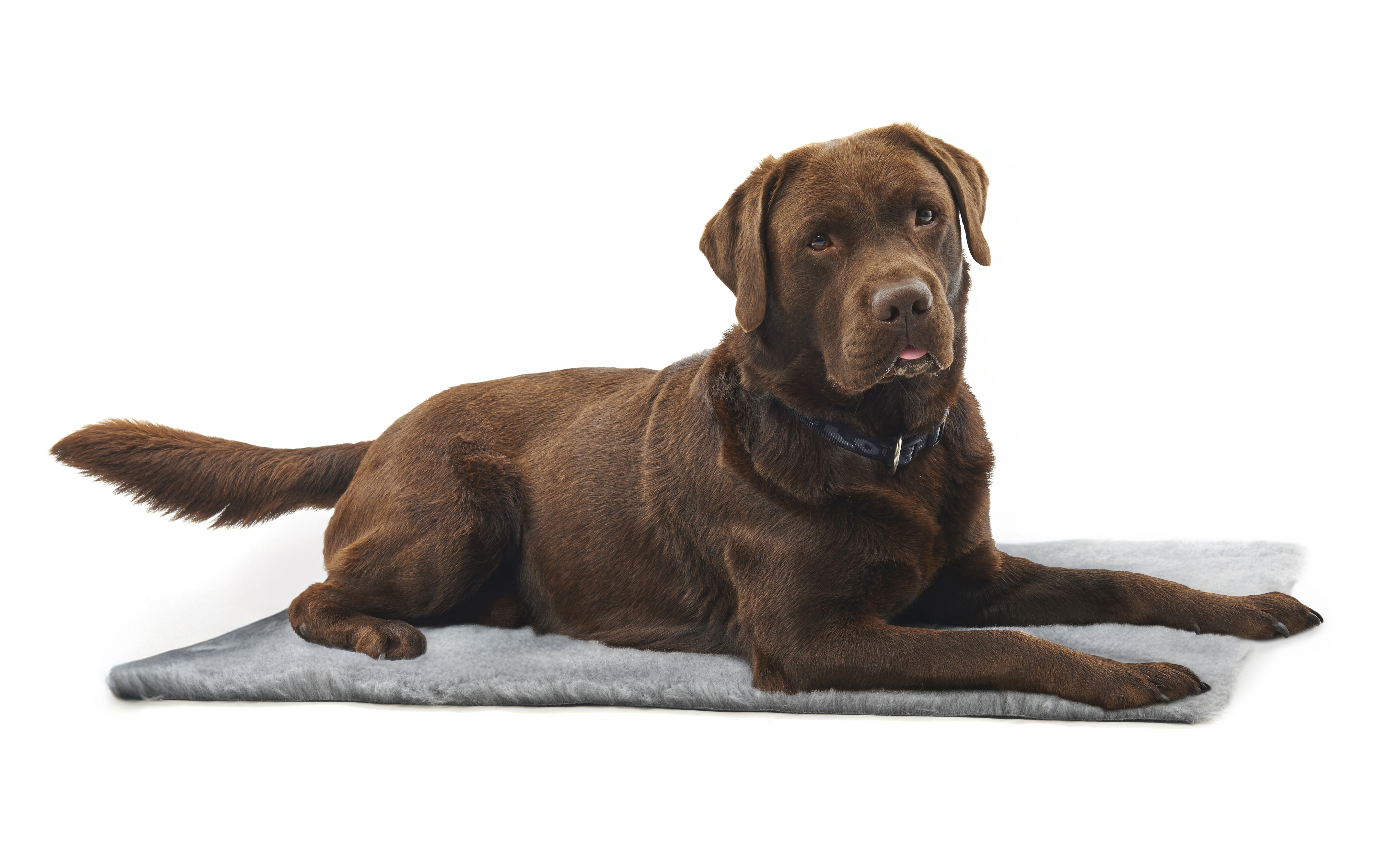 KRUUSE Vet Bed, Anti-slip, grey, 150 x 75 cm